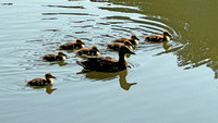 Ducks on Bullfrog Pond