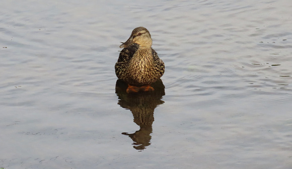 Female duck in creek