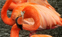 Flamingo head and neck