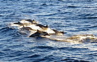 Dolphins off Santa Cruz Island, Calif.
