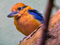 Pittsburgh: National Aviary