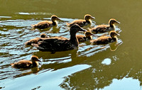 Duck family on Bullfrog Pond