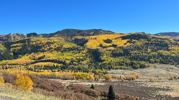 Foliage along route 17