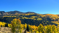 Aspens on route 17