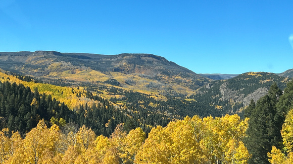 Aspens on route 17