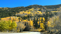 Aspens on route 17