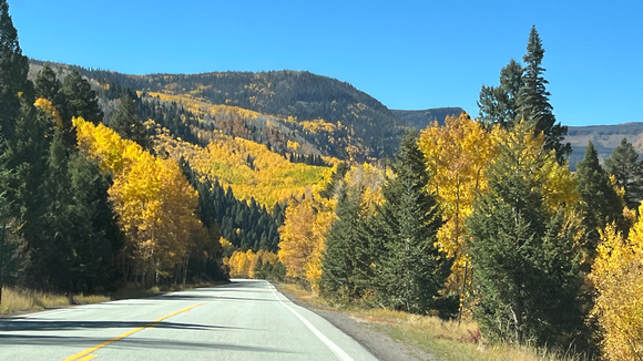 Aspens on route 17