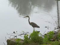 Heron flight sequence1, May 7, 2024