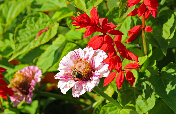 Bee on light pink flower