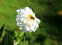 Bee on white flower, Quincy, Mass.