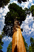 Mighty sequoia