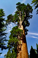 Sequoia National Park