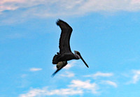 Flying pelican