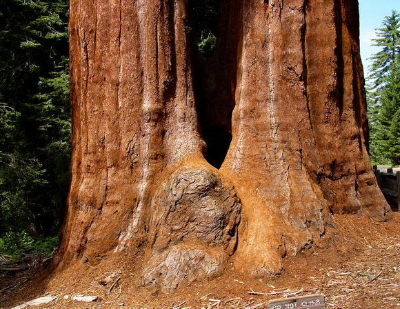 Split sequoia base