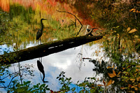 Heron reflected
