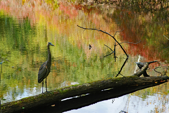 Walden Pond heron