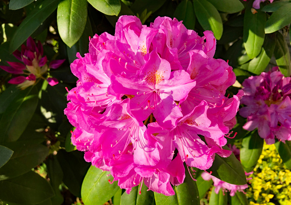 Rhododendron, Hummelstown