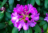 Rhododendron in process of blooming, Hershey