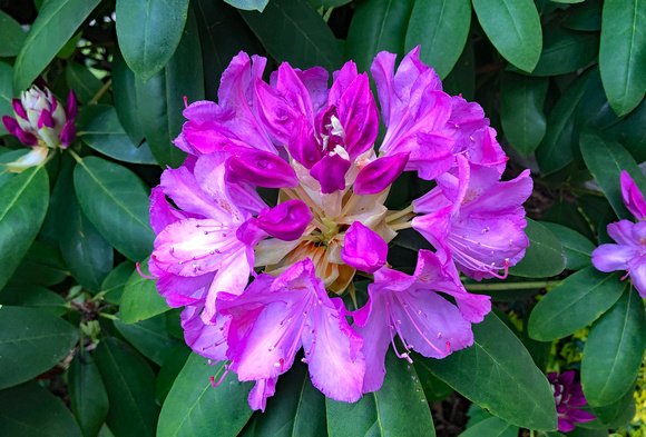 Rhododendron in process of blooming, Hershey