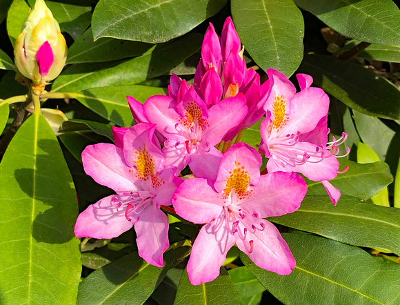 Pink flowers, Hershey, PA