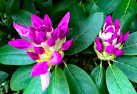 Rhododendron just starting to bloom