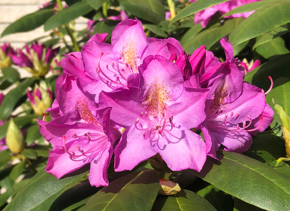 Rhododendrons in sunlight, Hershey