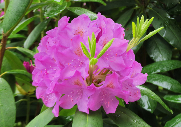 Rhododendron and green shoots, Hershey