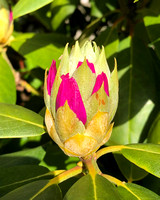 Rododendron bud, Hershey