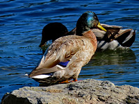 Duck with blue head