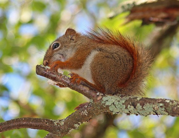 Chipmunk eating zoom