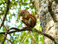 Green Bank chipmunk feeding