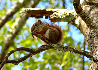 Chipmunk on branch