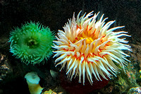 Baltimore Aquarium anemones