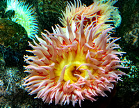 Baltimore Aquarium anemone