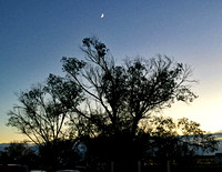 Moon over tree