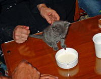 Zam Zam and milk, Tehran