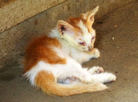 Kitten in Probolinggo, Java. Indonesia