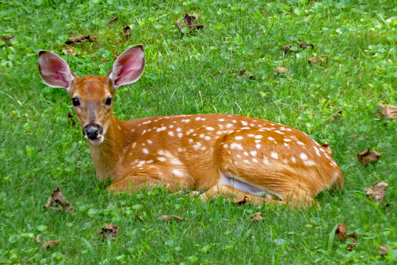 Backyard deer, Derry Township, PA
