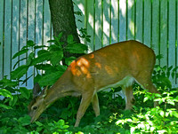 Deer eating plants, Derry Township, PA