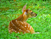 Spotted juvenile deer, Derry Township, PA