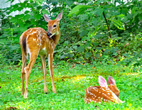 Two young deer, Derry Township, PA
