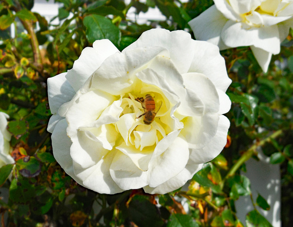 Bee in white flower, Provincetown, Mass.