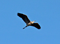 Great Blue Heron over Woburn, Mass.