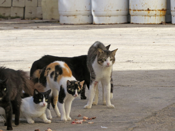 Street cats, Havana, Cuba