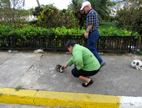 Pat pets calico cat, Havana, Cuba