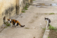 Stray cats, Cienfuegos, Cuba