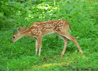 Backyard young deer stretching, Derry Township, PA
