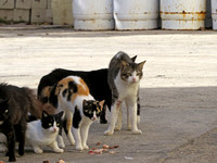 Street cats, Havana