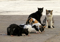 Cats eating, Havana