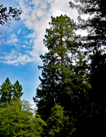 Muir Woods redwood